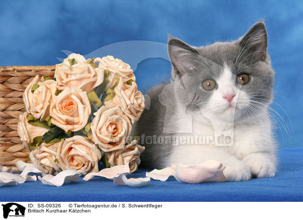 Britisch Kurzhaar Ktzchen / British Shorthair Kitten / SS-09326