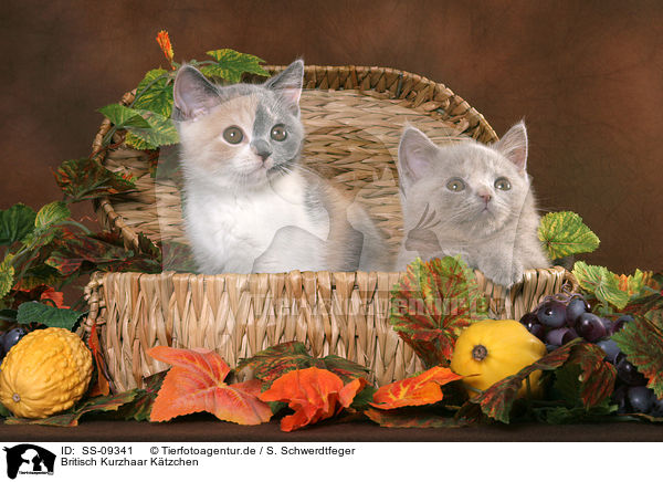 Britisch Kurzhaar Ktzchen / British Shorthair Kitten / SS-09341