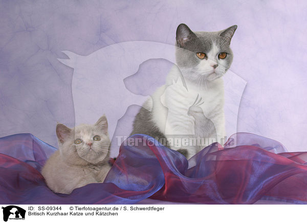 Britisch Kurzhaar Katze und Ktzchen / British Shorthair cat and kitten / SS-09344