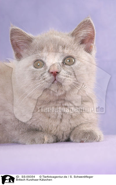 Britisch Kurzhaar Ktzchen / British Shorthair Kitten / SS-09354