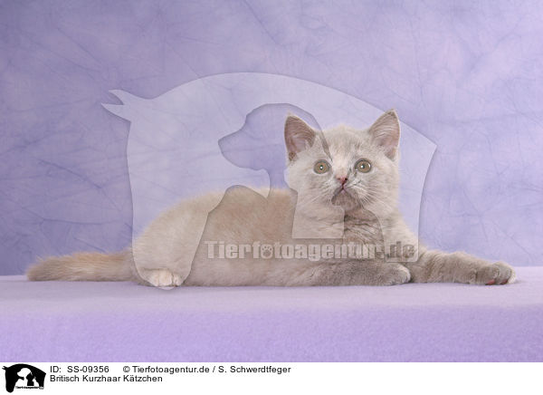 Britisch Kurzhaar Ktzchen / British Shorthair Kitten / SS-09356