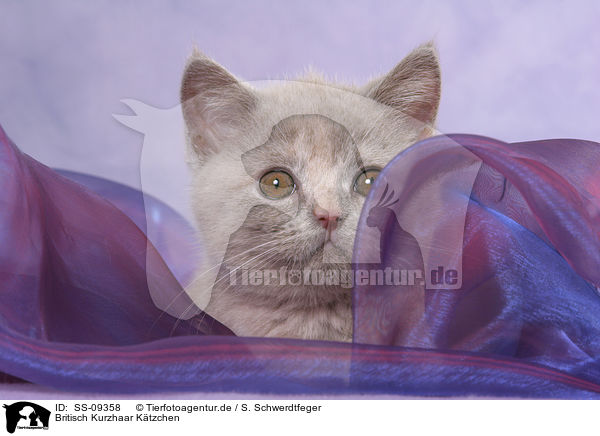 Britisch Kurzhaar Ktzchen / British Shorthair Kitten / SS-09358