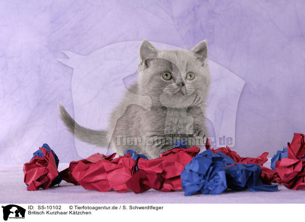 Britisch Kurzhaar Ktzchen / British Shorthair Kitten / SS-10102