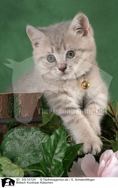 Britisch Kurzhaar Ktzchen / British Shorthair Kitten / SS-10129
