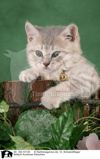 Britisch Kurzhaar Ktzchen / British Shorthair Kitten / SS-10130