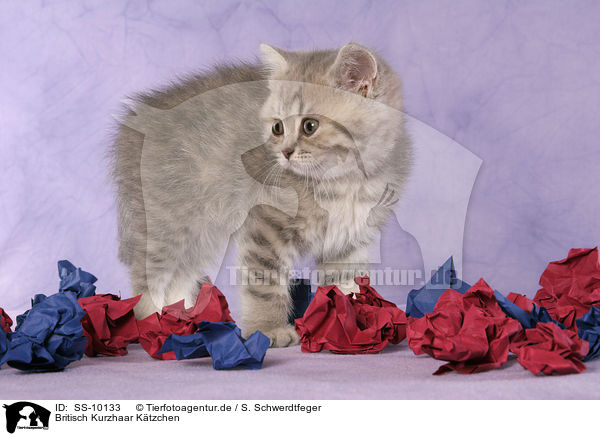 Britisch Kurzhaar Ktzchen / British Shorthair Kitten / SS-10133