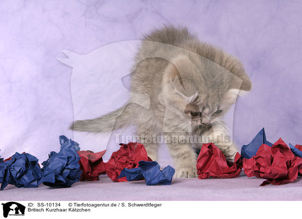 Britisch Kurzhaar Ktzchen / British Shorthair Kitten / SS-10134