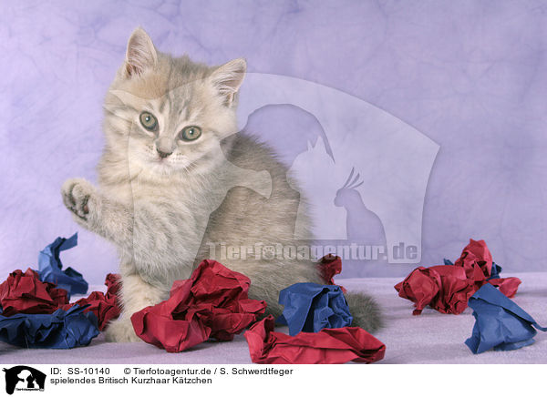 spielendes Britisch Kurzhaar Ktzchen / playing British Shorthair Kitten / SS-10140