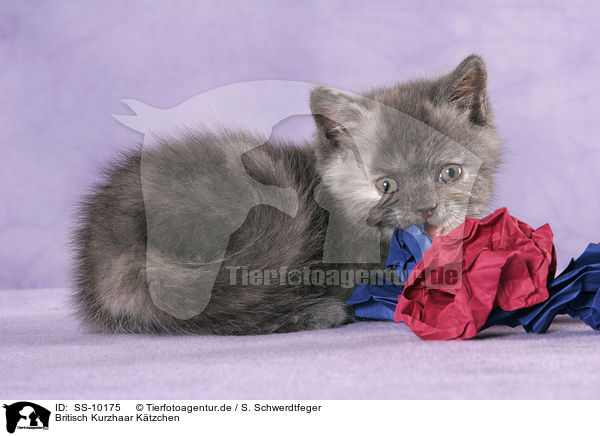 Britisch Kurzhaar Ktzchen / British Shorthair Kitten / SS-10175
