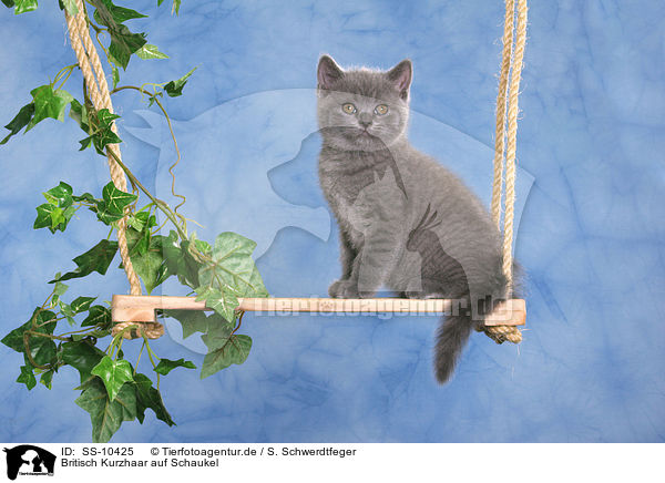 Britisch Kurzhaar auf Schaukel / British Shorthair kitten on swing / SS-10425