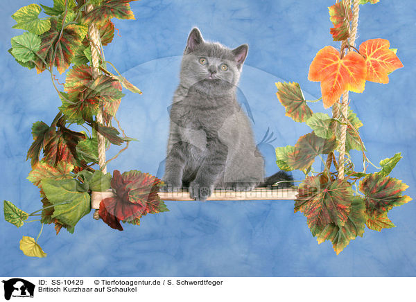 Britisch Kurzhaar auf Schaukel / British Shorthair kitten on swing / SS-10429