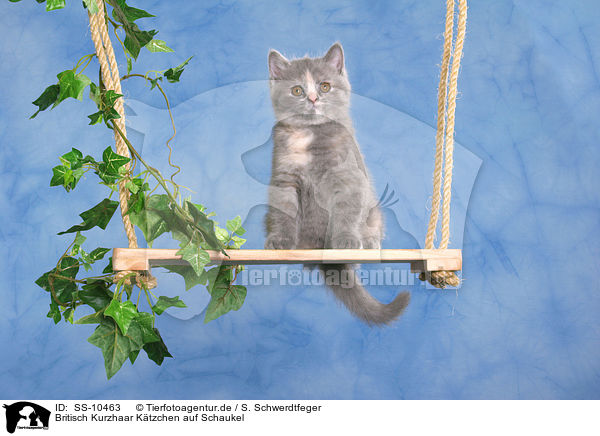 Britisch Kurzhaar Ktzchen auf Schaukel / British Shorthair Kitten on swing / SS-10463