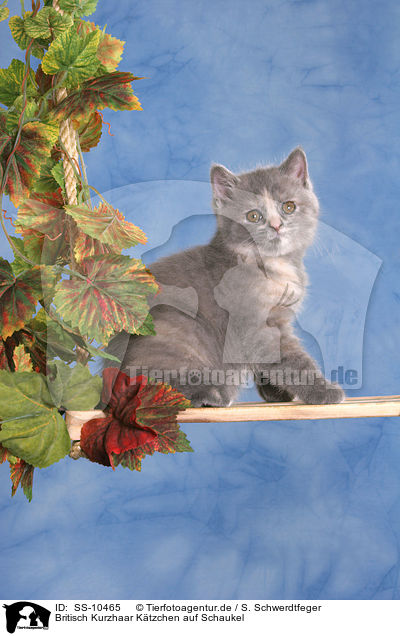 Britisch Kurzhaar Ktzchen auf Schaukel / British Shorthair Kitten on swing / SS-10465