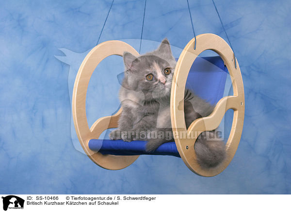 Britisch Kurzhaar Ktzchen auf Schaukel / British Shorthair Kitten on swing / SS-10466