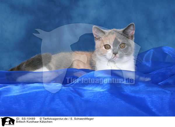 Britisch Kurzhaar K�tzchen / British Shorthair Kitten / SS-10489