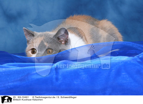 Britisch Kurzhaar K�tzchen / British Shorthair Kitten / SS-10491