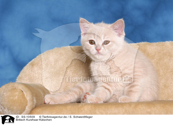 Britisch Kurzhaar Ktzchen / British Shorthair Kitten / SS-10509
