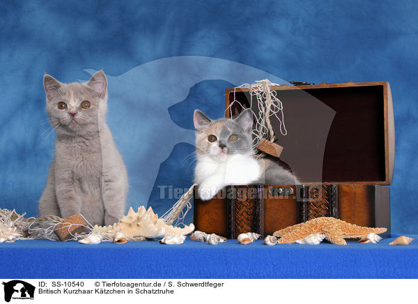 Britisch Kurzhaar Ktzchen in Schatztruhe / British Shorthair Kitten in treasure chest / SS-10540