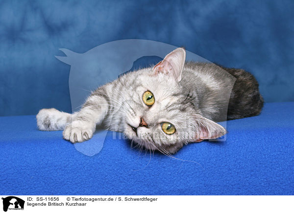 liegende Britisch Kurzhaar / lying British Shorthair / SS-11656