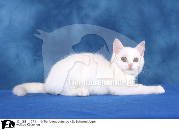 weies Ktzchen / white kitten / SS-11671