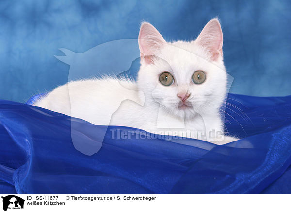 weies Ktzchen / white kitten / SS-11677