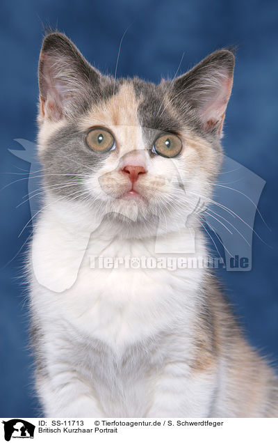 Britisch Kurzhaar Portrait / British Shorthair Portrait / SS-11713