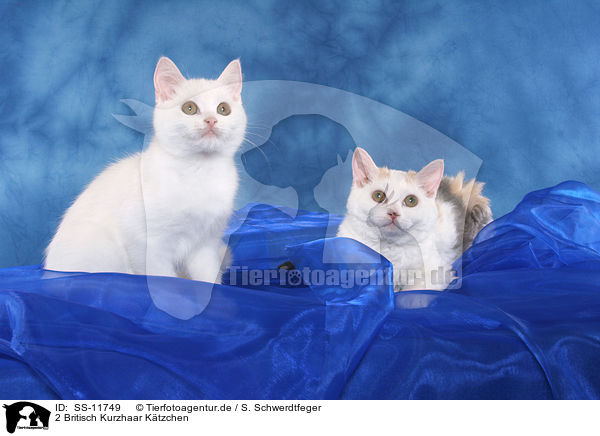 2 Britisch Kurzhaar Ktzchen / 2 British Shorthair Kitten / SS-11749