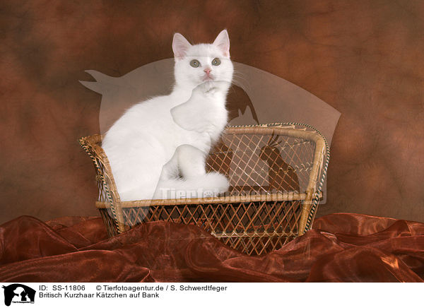 Britisch Kurzhaar Ktzchen auf Bank / British Shorthair Kitten on bench / SS-11806