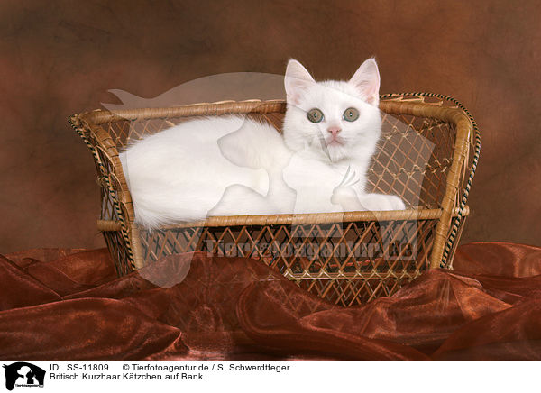 Britisch Kurzhaar Ktzchen auf Bank / British Shorthair Kitten on bench / SS-11809