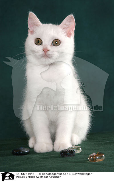 weies Britisch Kurzhaar Ktzchen / white British Shorthair Kitten / SS-11941