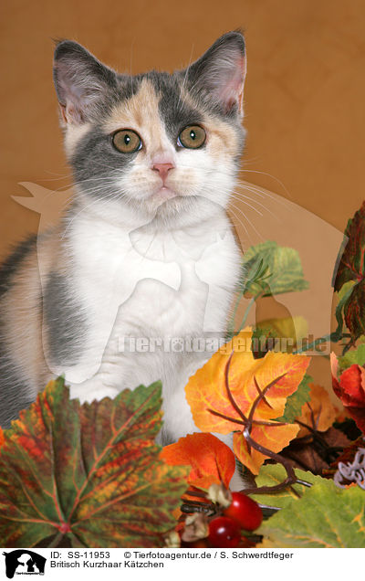 Britisch Kurzhaar Ktzchen / British Shorthair Kitten / SS-11953