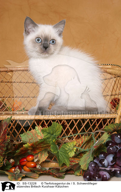 sitzendes Britisch Kurzhaar Ktzchen / sitting British Shorthair kitten / SS-13228