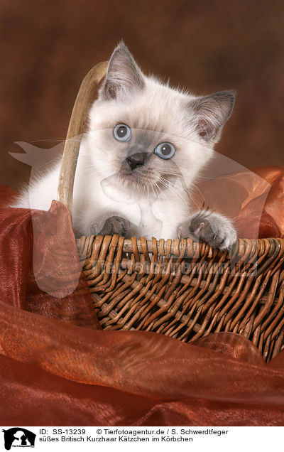 ses Britisch Kurzhaar Ktzchen im Krbchen / cute British Shorthair kitten in basket / SS-13239
