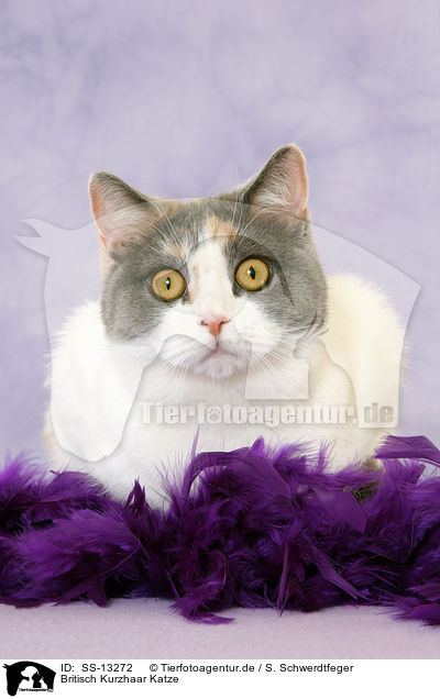 Britisch Kurzhaar Katze / British Shorthair she-cat / SS-13272