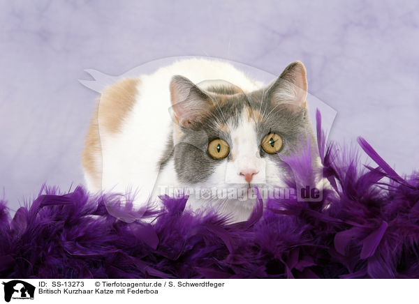 Britisch Kurzhaar Katze mit Federboa / British Shorthair she-cat with feather boa / SS-13273