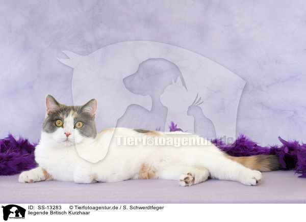 liegende Britisch Kurzhaar / lying British Shorthair / SS-13283