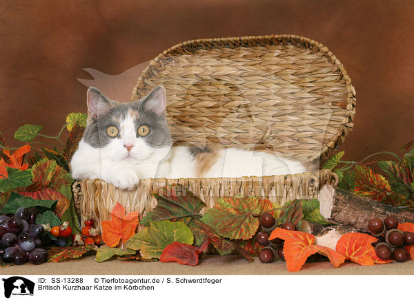 Britisch Kurzhaar Katze im Krbchen / British Shorthair she-cat in basket / SS-13288