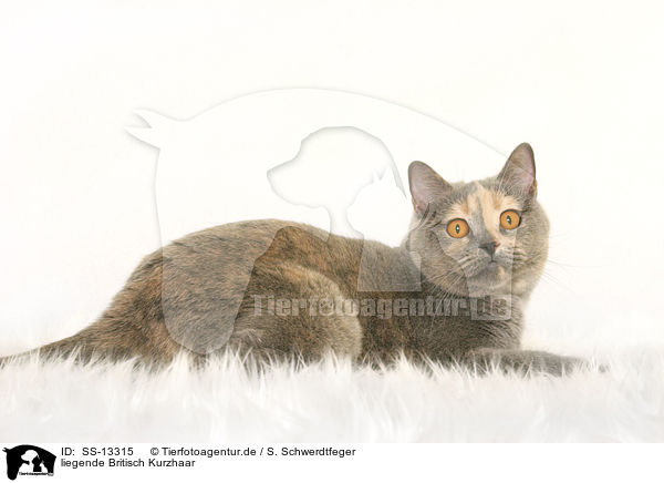 liegende Britisch Kurzhaar / lying British Shorthair / SS-13315