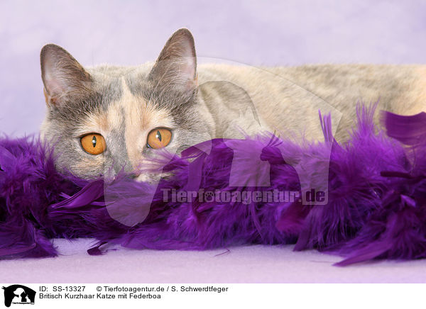 Britisch Kurzhaar Katze mit Federboa / British Shorthair she-cat with feather boa / SS-13327