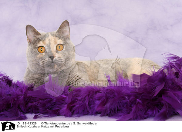 Britisch Kurzhaar Katze mit Federboa / British Shorthair she-cat with feather boa / SS-13329