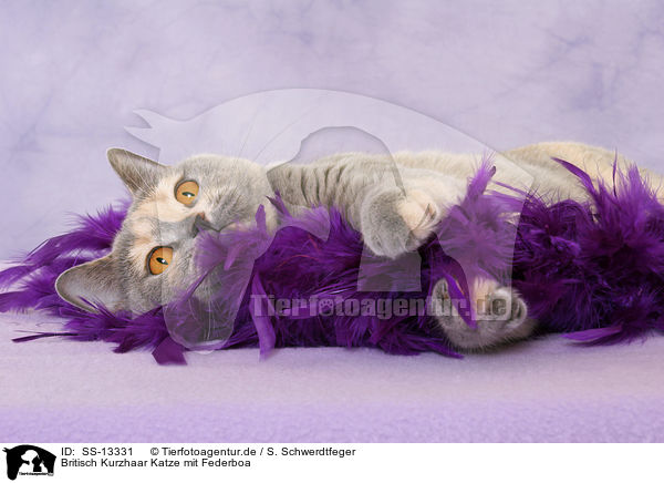 Britisch Kurzhaar Katze mit Federboa / British Shorthair she-cat with feather boa / SS-13331