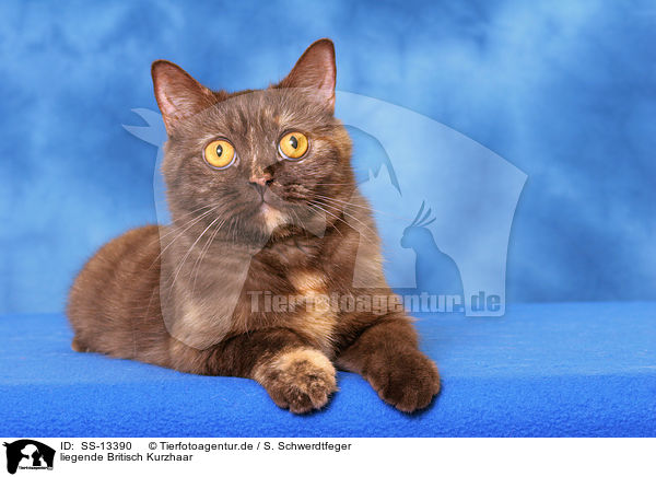 liegende Britisch Kurzhaar / lying British Shorthair / SS-13390