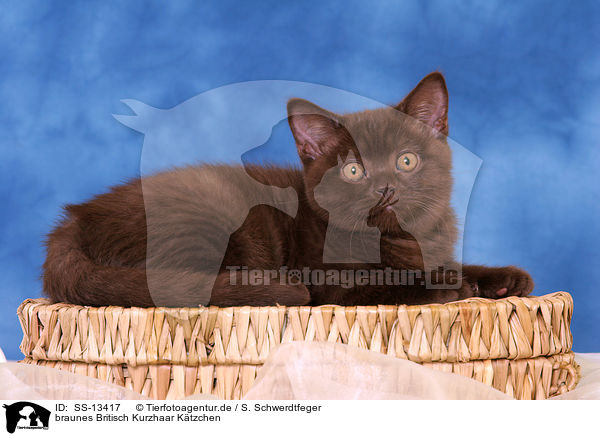 braunes Britisch Kurzhaar Ktzchen / chocolate British Shorthair kitten / SS-13417
