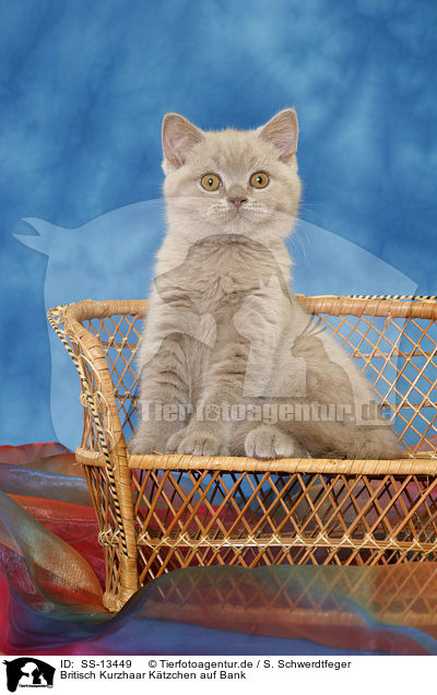 Britisch Kurzhaar Ktzchen auf Bank / British Shorthair kitten on bench / SS-13449