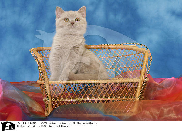Britisch Kurzhaar Ktzchen auf Bank / British Shorthair kitten on bench / SS-13450