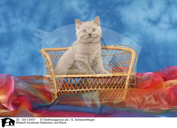 Britisch Kurzhaar Ktzchen auf Bank / British Shorthair kitten on bench / SS-13451