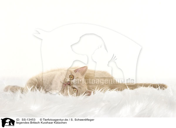 liegendes Britisch Kurzhaar Ktzchen / lying British Shorthair kitten / SS-13453