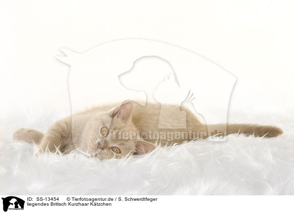 liegendes Britisch Kurzhaar Ktzchen / lying British Shorthair kitten / SS-13454