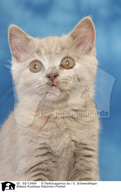 Britisch Kurzhaar Ktzchen Portrait / British Shorthair kitten portrait / SS-13464