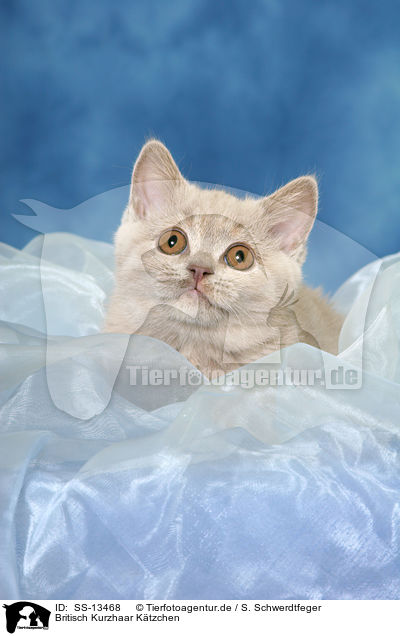 Britisch Kurzhaar Ktzchen / British Shorthair kitten / SS-13468